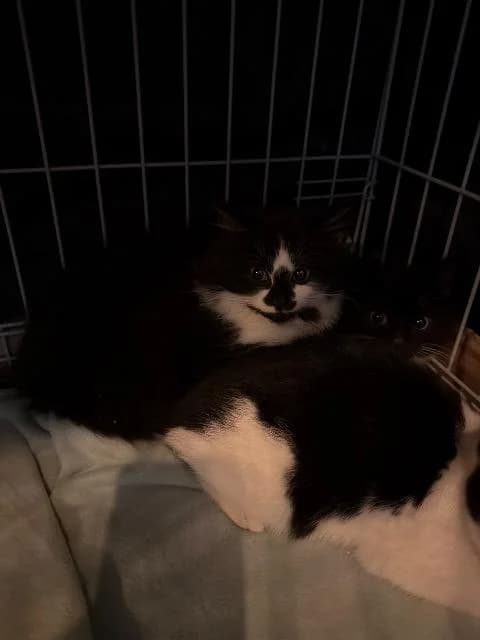 Gosia, Black and White female puppy mixed breed for adoption at StraySafe Rescue