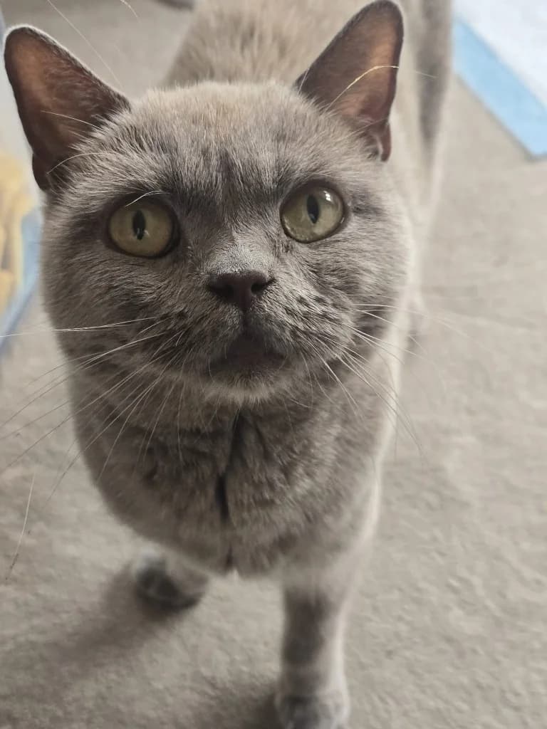 Honey, Grey female young British Shorthair for adoption at StraySafe Rescue