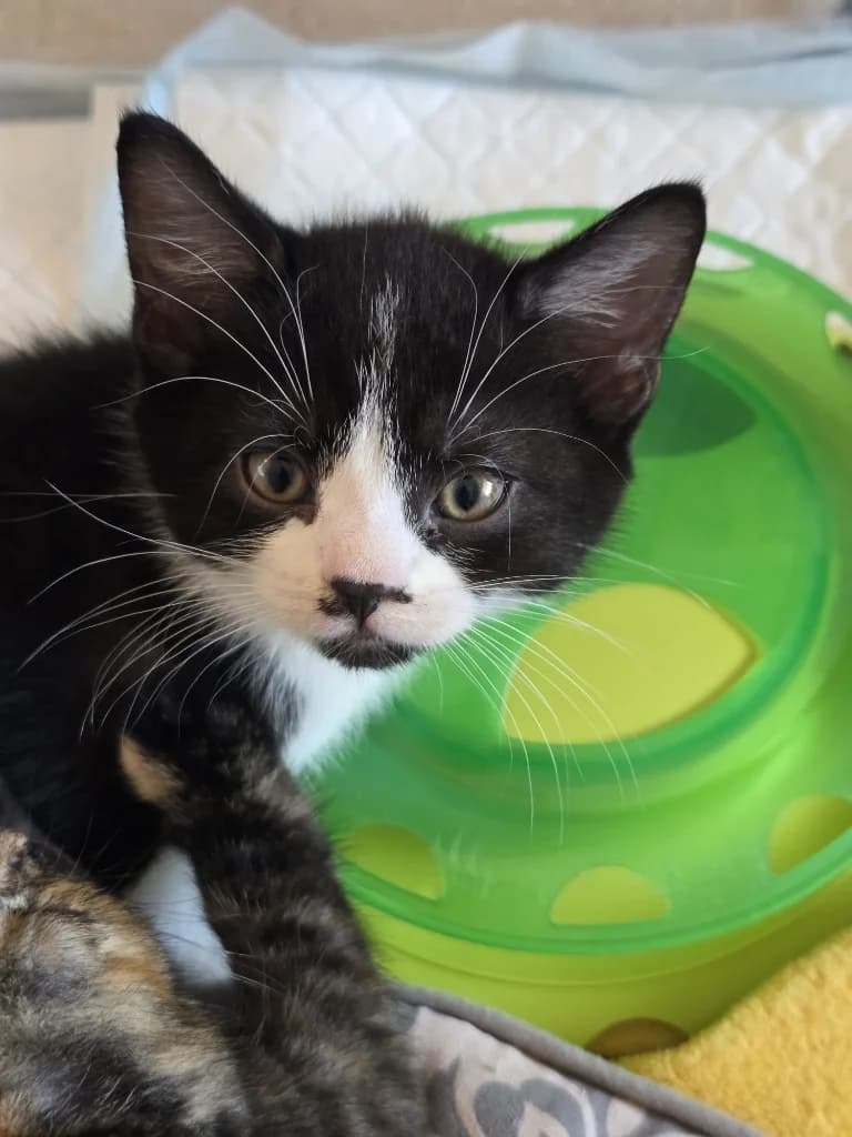 Wilbur, Black and White male puppy Mixed Breed Cat for adoption at StraySafe Rescue