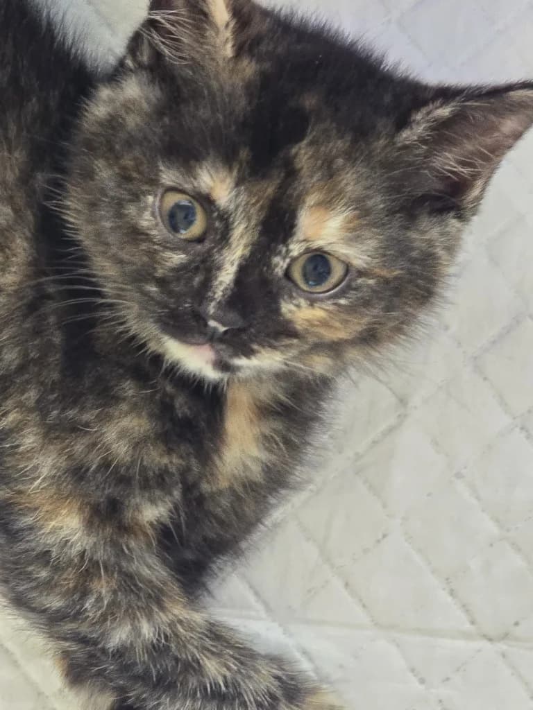 Manuka, Tortie female puppy Mixed Breed Cat for adoption at StraySafe Rescue