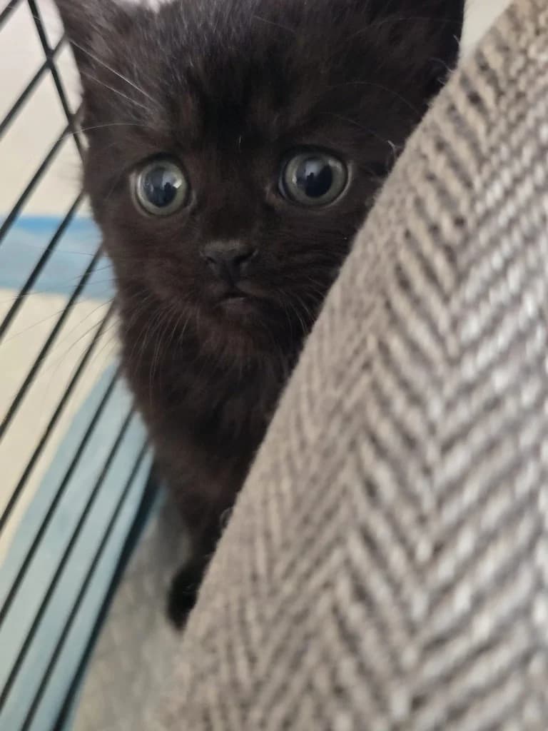 Proton, Mixed Breed Cat (StraySafe Rescue)
