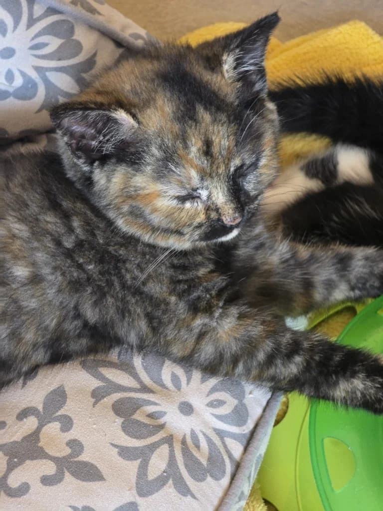 Acacia, Tortie female puppy Mixed Breed Cat for adoption at StraySafe Rescue