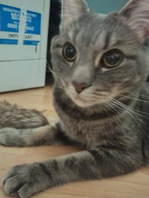Francis, Tabby male 5yo mixed breed for adoption at StraySafe Rescue