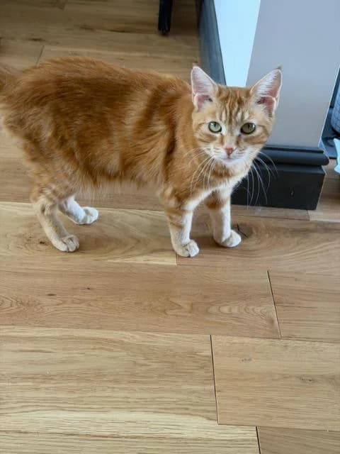 Pickle, Ginger female 5yo mixed breed for adoption at StraySafe Rescue
