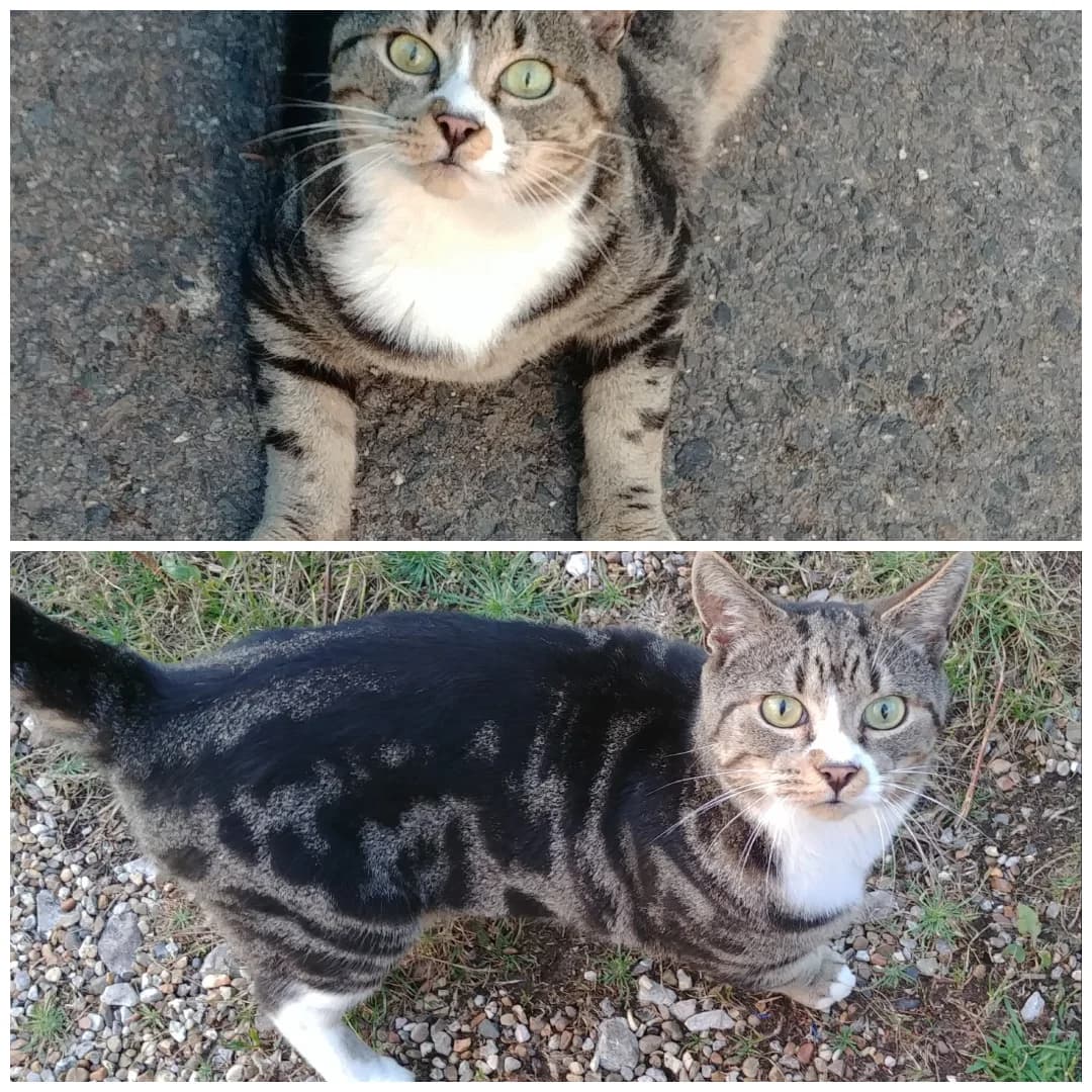 Tom Tom, male Mixed Breed for adoption at Streetkatz Rescue