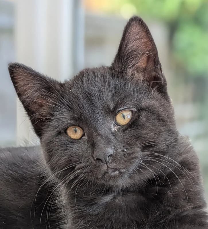 Luigi, male Mixed Breed for adoption at Sunshine Cat Rescue
