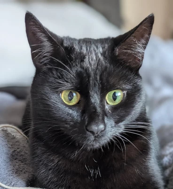 Magic, female Mixed Breed for adoption at Sunshine Cat Rescue
