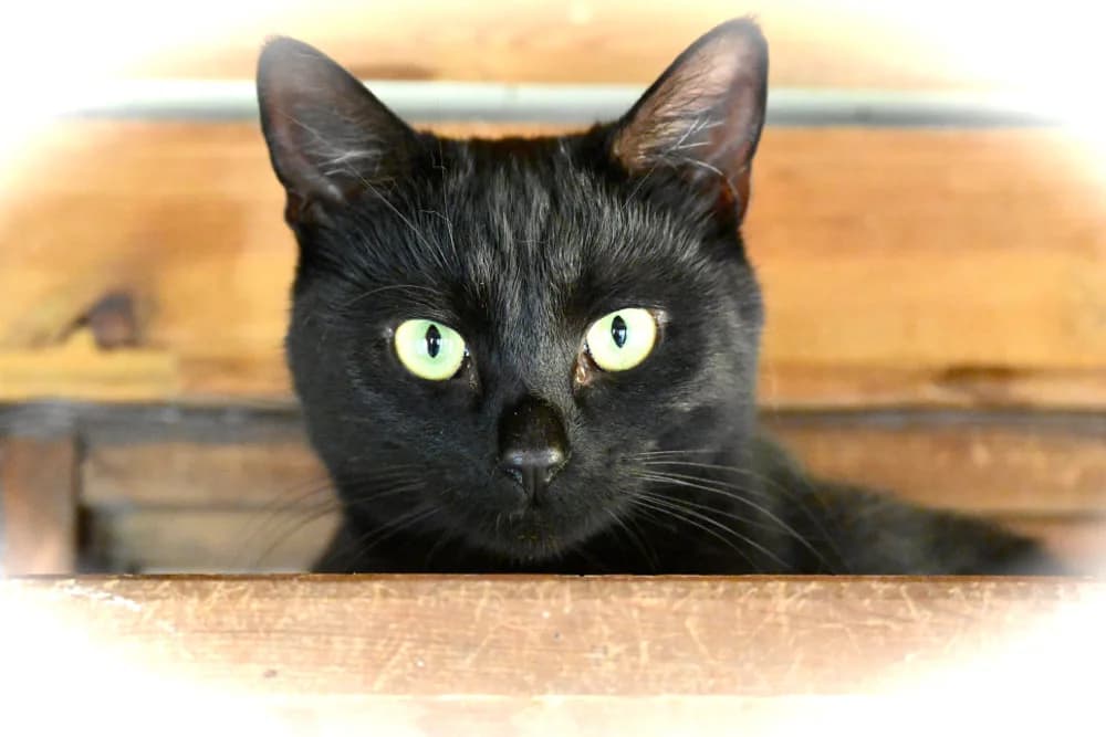 Salem, female young Mixed Breed for adoption at Sunshine Cat Rescue