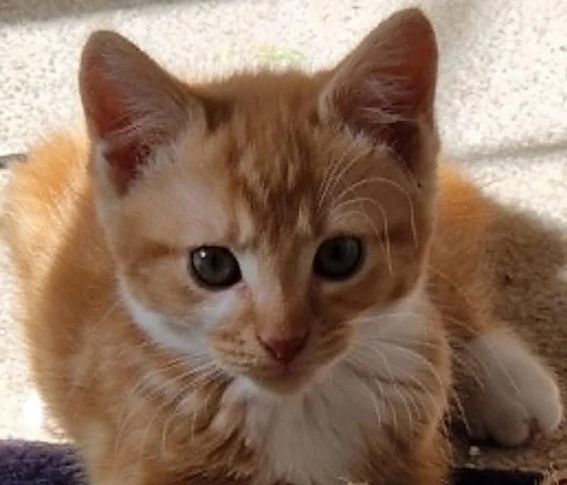 Rosie & Jim, female puppy Mixed Breed for adoption at Sunshine Cat Rescue