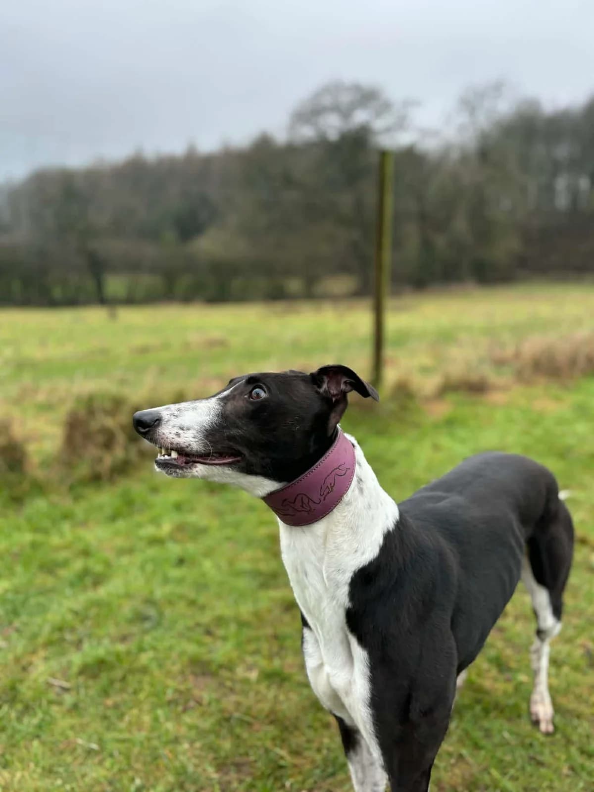 Dream, female Greyhound for adoption at SYD Rescue, Ripon