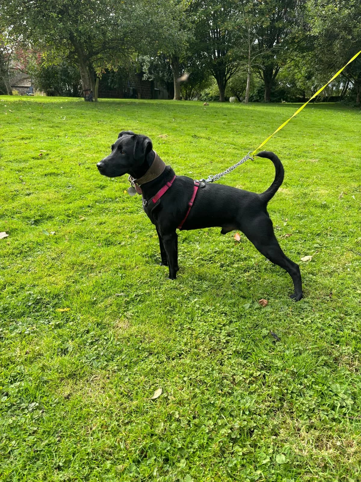 Jerry, male mixed breed for adoption at SYD Rescue, Ripon