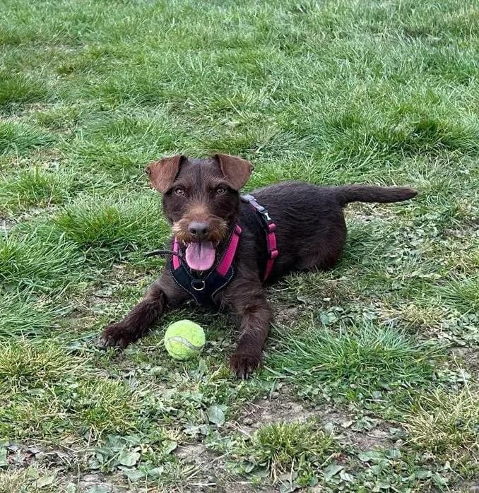 Looby, female Mixed Breed for adoption at SYD Rescue, Ripon