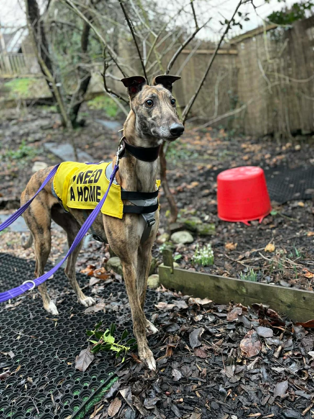 Paddy, male Greyhound for adoption at SYD Rescue, Ripon