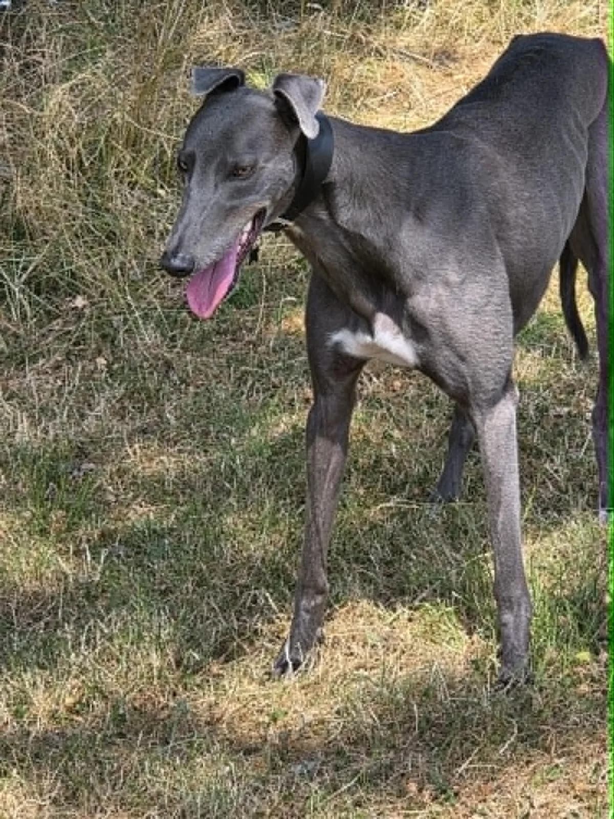 Walter, male young Greyhound for adoption at SYD Rescue, Ripon