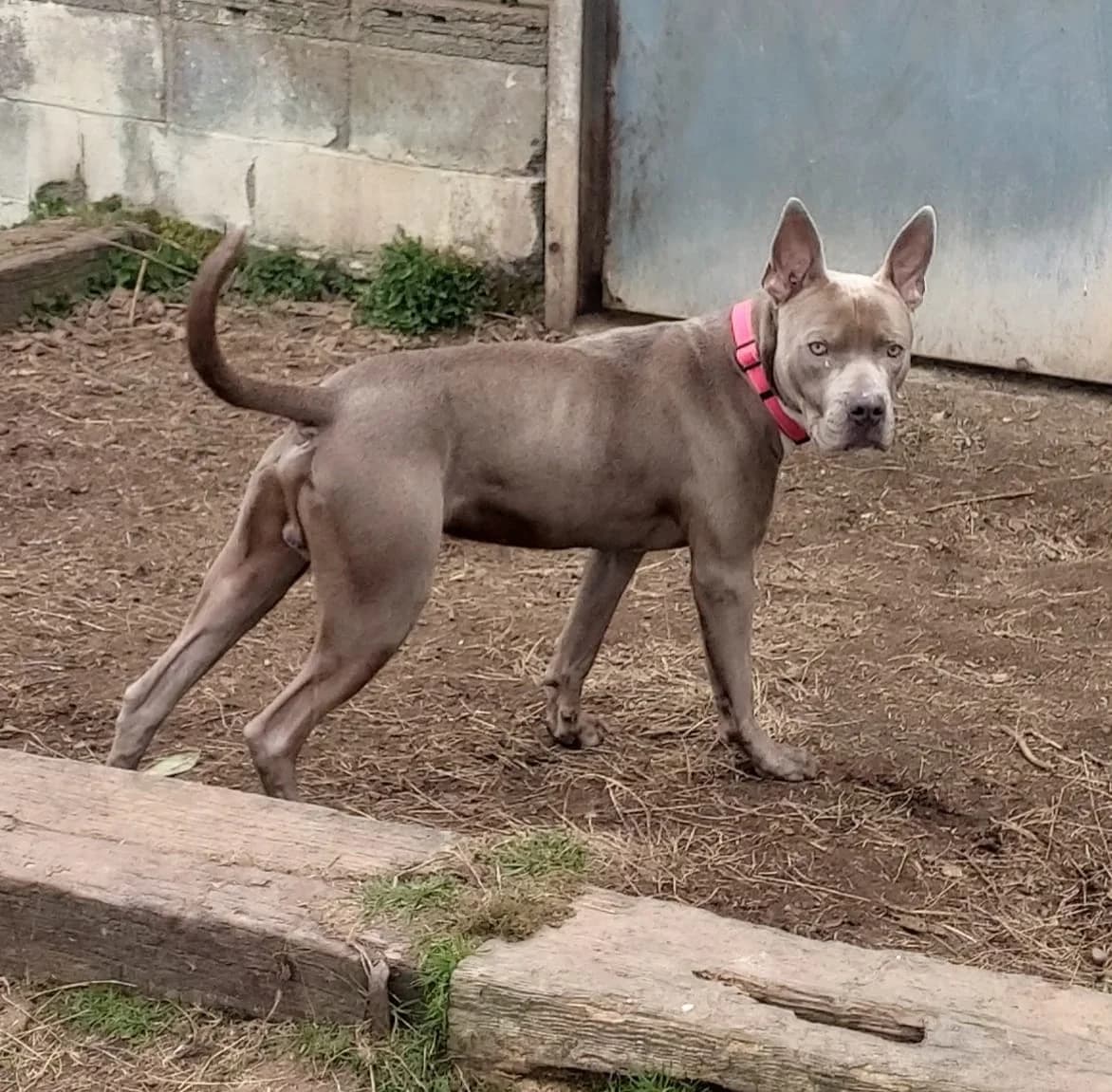 Bluey,  young mixed breed for adoption at Team Poundie