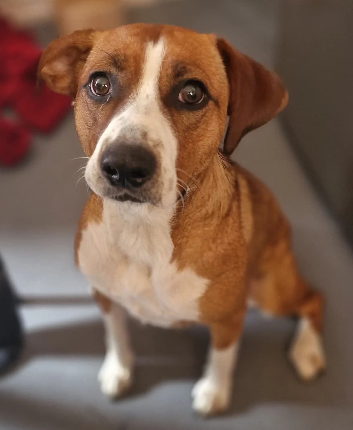 Bryn,  mixed breed for adoption at Team Poundie