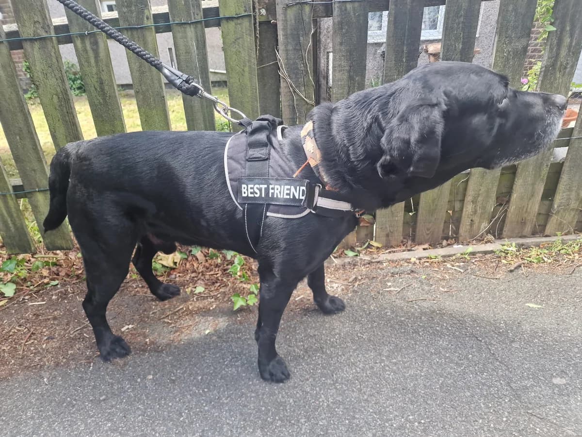 Buddy,  7yo mixed breed for adoption at Team Poundie