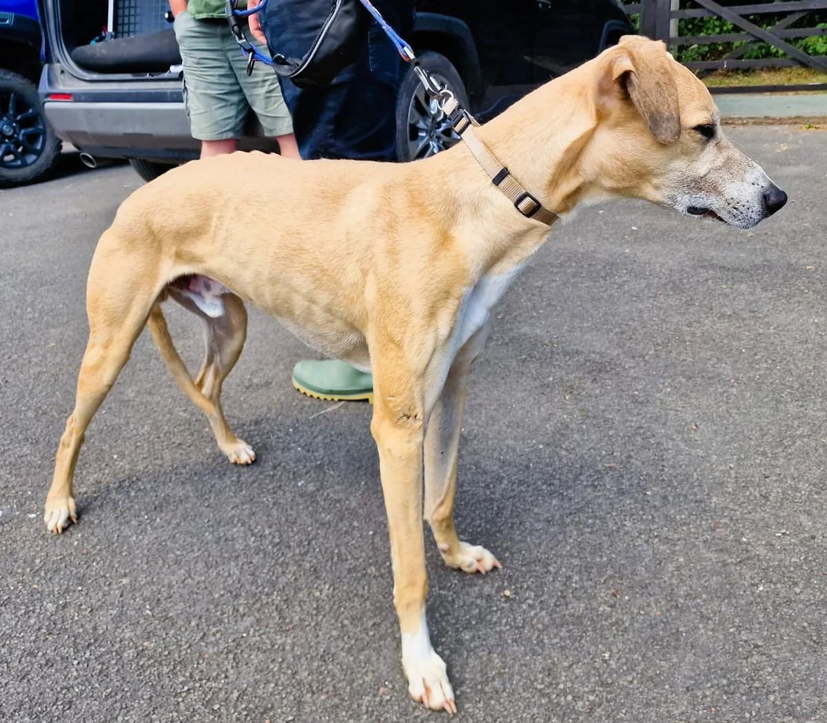Gordon,  5yo mixed breed for adoption at Team Poundie