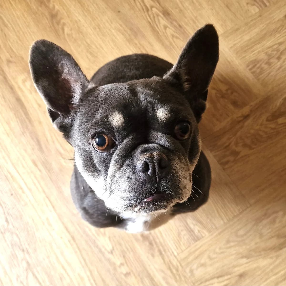 Lola,  mixed breed for adoption at Team Poundie