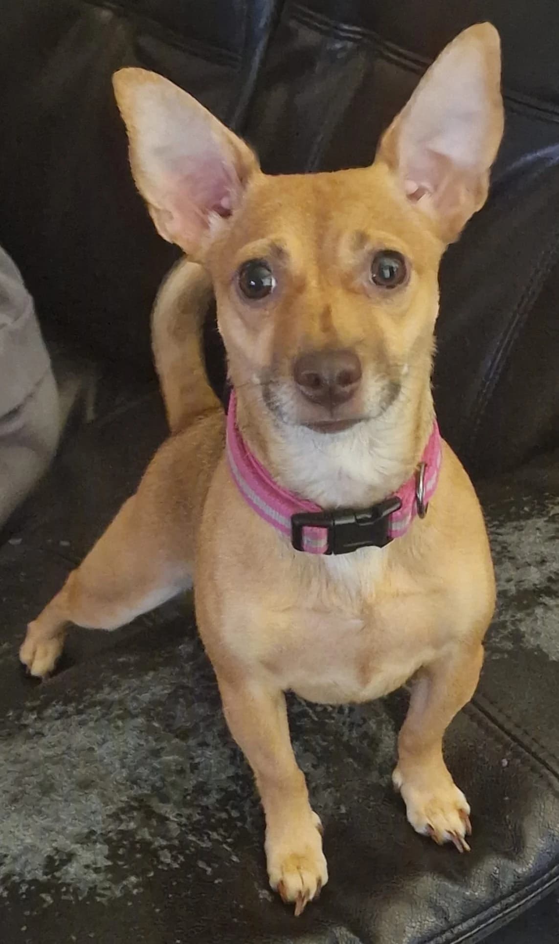 Minnie,  puppy mixed breed for adoption at Team Poundie