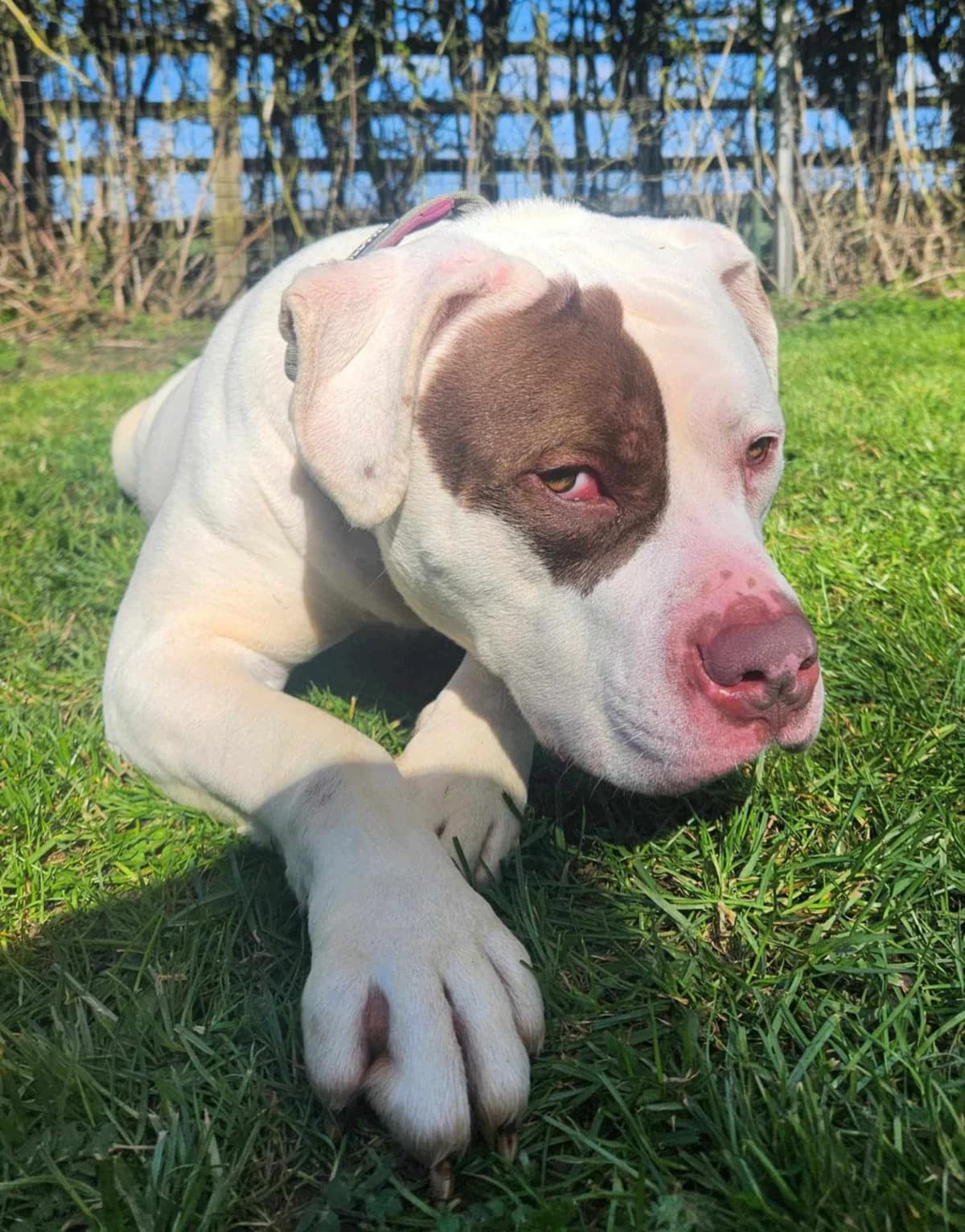 Murphy,  (Team Poundie)