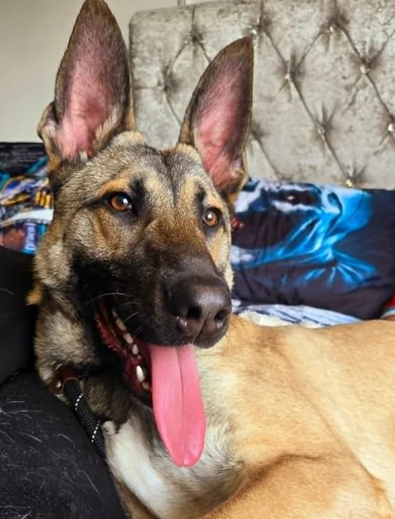 Quill,  puppy mixed breed for adoption at Team Poundie