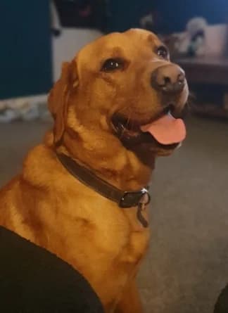 Rex,  mixed breed for adoption at Team Poundie