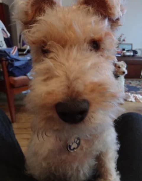 Waldo, male senior Mixed Breed for adoption at Terrier SOS