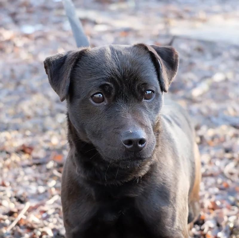 Stan Patterdale,  Patterdale Terrier for adoption at Terrier Rescue UK, Richmond