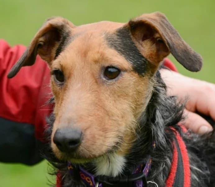 Mika Bedlington x Fell Terrier,  mixed breed for adoption at Terrier Rescue UK, Richmond