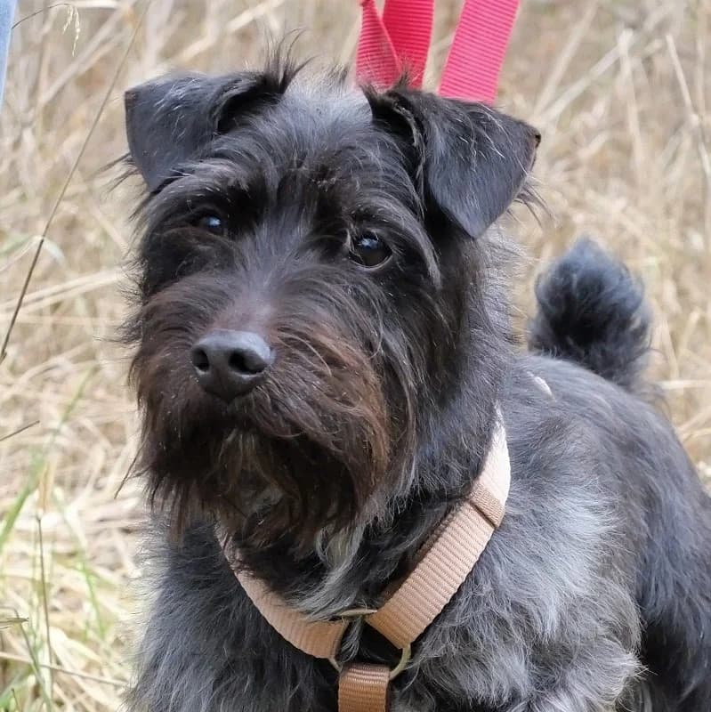 Toby Patterdale,  3yo Patterdale Terrier for adoption at Terrier Rescue UK, Richmond