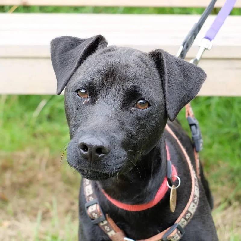 Rocco Paterdale,  mixed breed for adoption at Terrier Rescue UK, Richmond