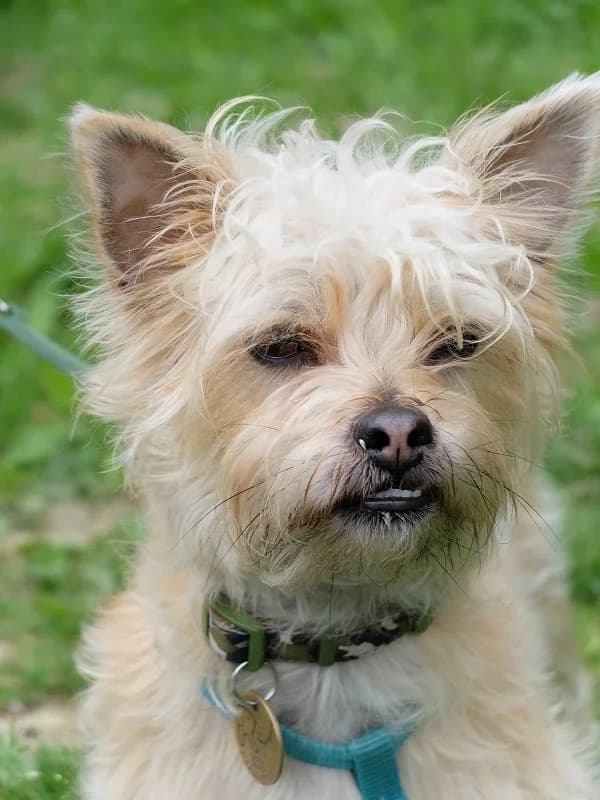 Johnny Chix Yorkie,  Yorkshire Terrier for adoption at Terrier Rescue UK, Richmond