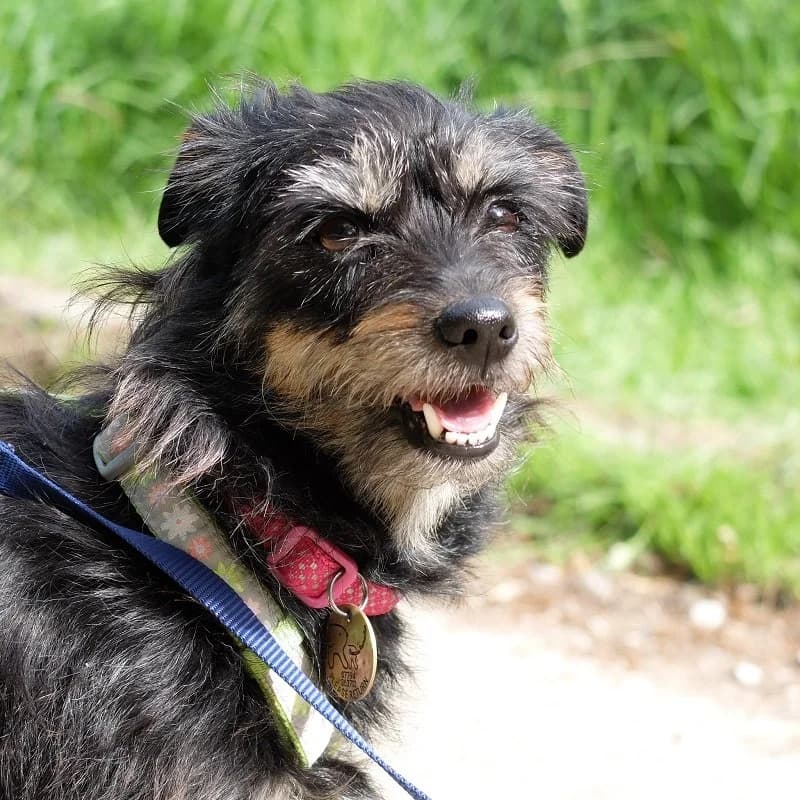 Chanel Spanish Terrier,  mixed breed for adoption at Terrier Rescue UK, Richmond