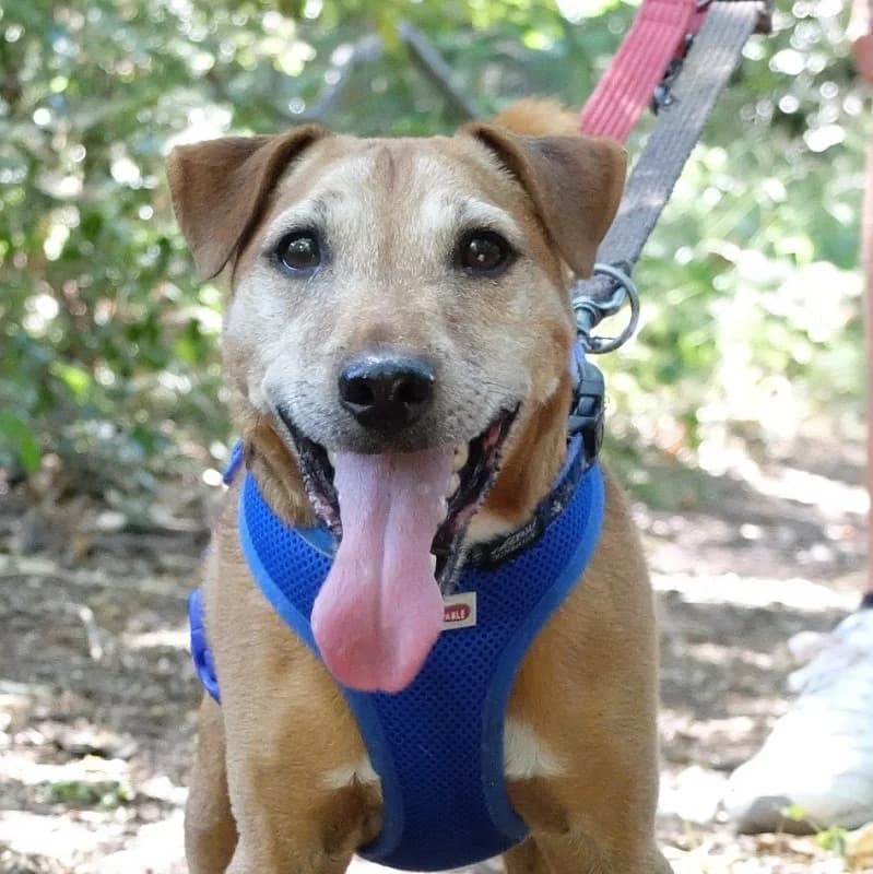 Bailey Red Fell Terrier,  mixed breed for adoption at Terrier Rescue UK, Richmond