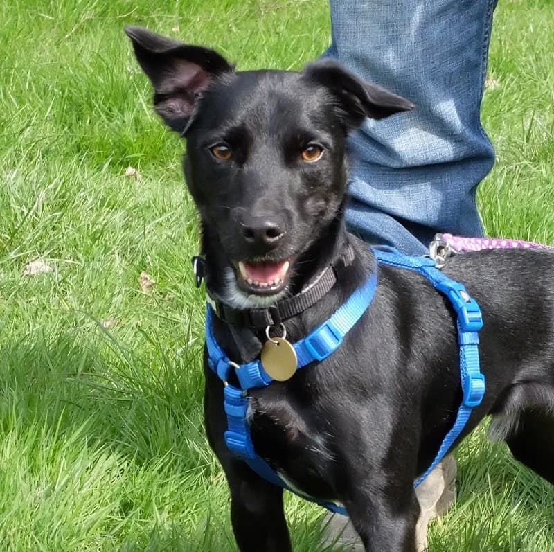 Roco Patterdale,  puppy Patterdale Terrier for adoption at Terrier Rescue UK, Richmond