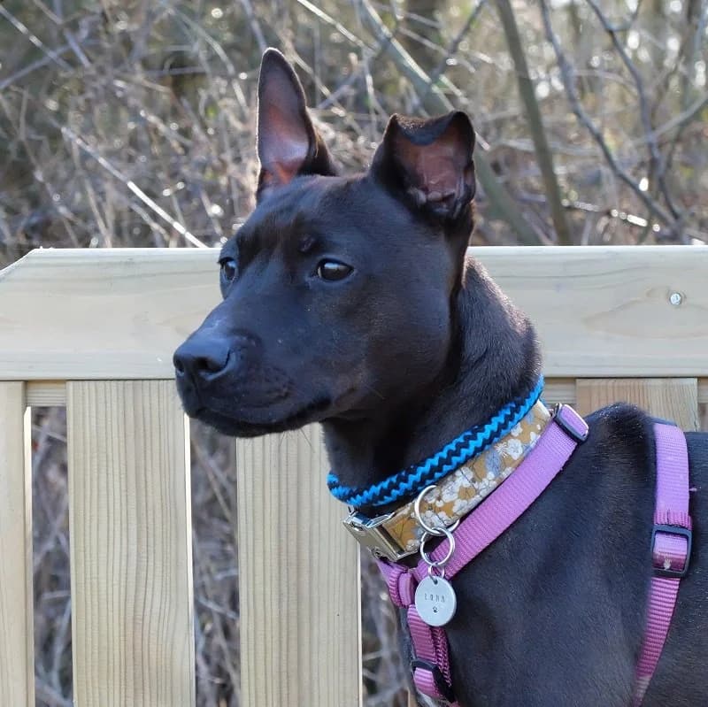 Luna Patterdale,  Patterdale Terrier for adoption at Terrier Rescue UK, Richmond