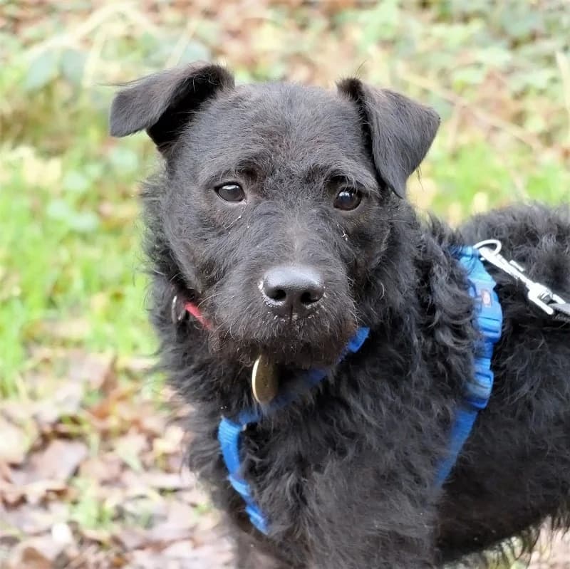 Archie Patterdale,  Patterdale Terrier for adoption at Terrier Rescue UK, Richmond