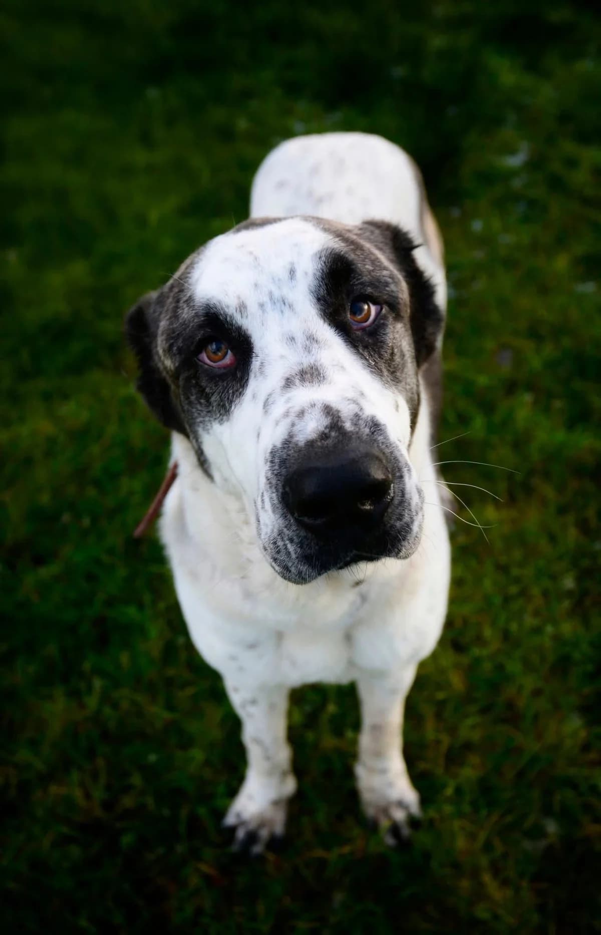 Alsa, female young mixed breed for adoption at The Barn Animal Rescue