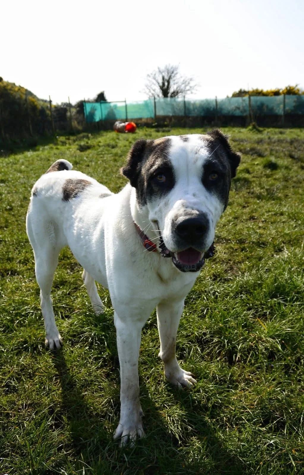 Ariel, female young mixed breed for adoption at The Barn Animal Rescue