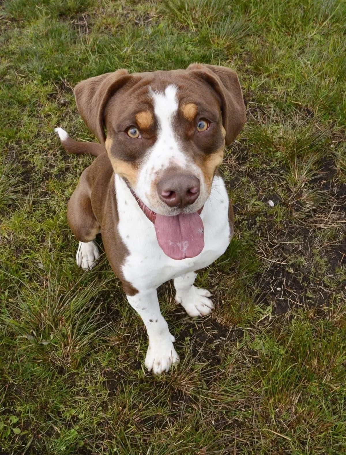Billy, male puppy mixed breed for adoption at The Barn Animal Rescue