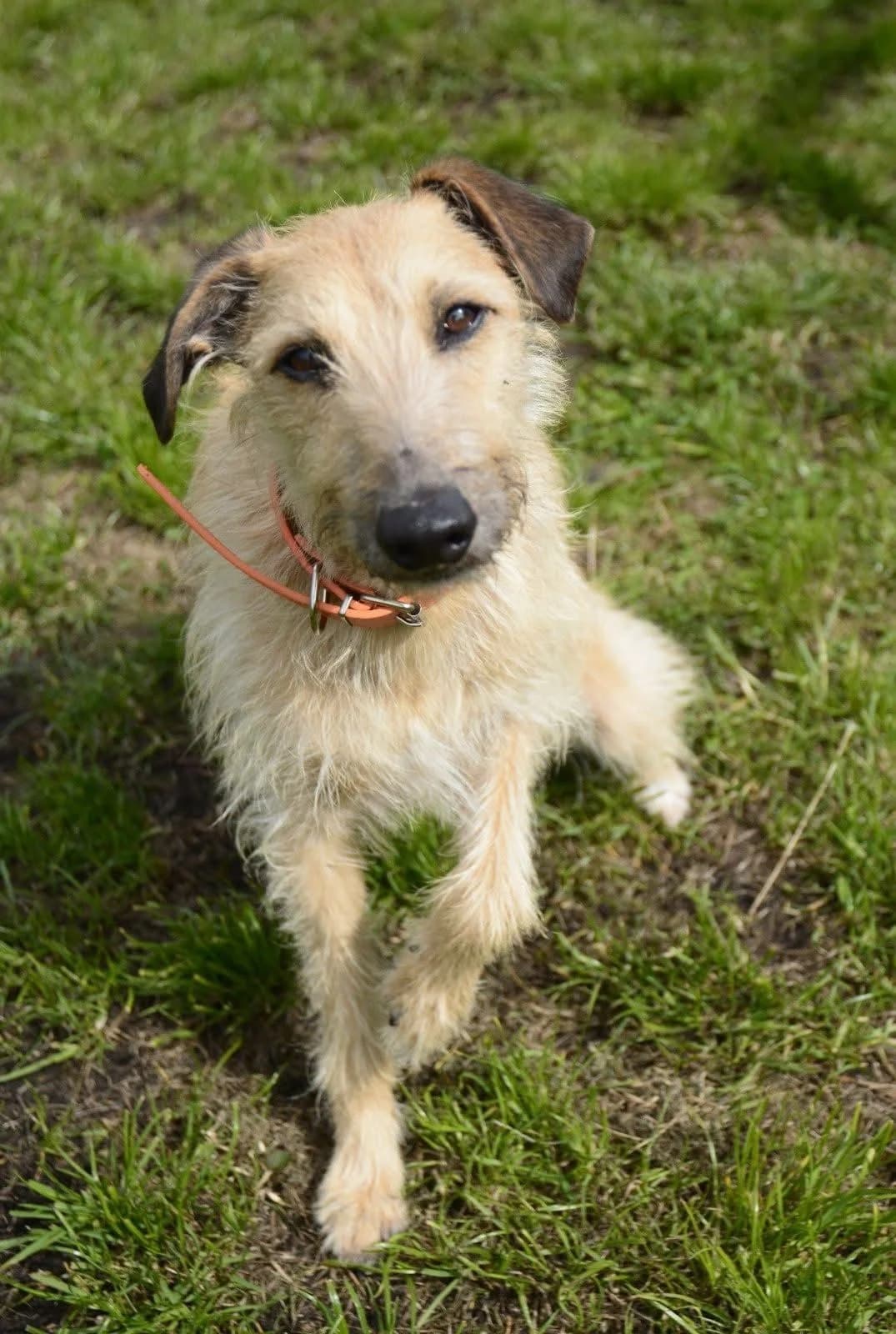 Bob, male 5yo Whippet for adoption at The Barn Animal Rescue