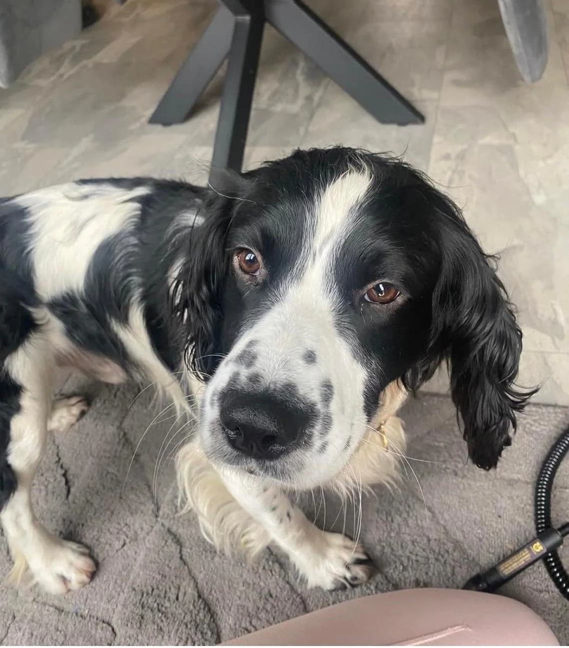 Bobby, male 3yo mixed breed for adoption at The Barn Animal Rescue