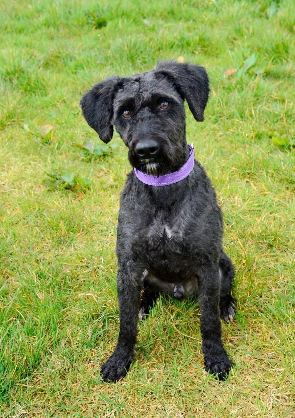Buddy, male young mixed breed for adoption at The Barn Animal Rescue
