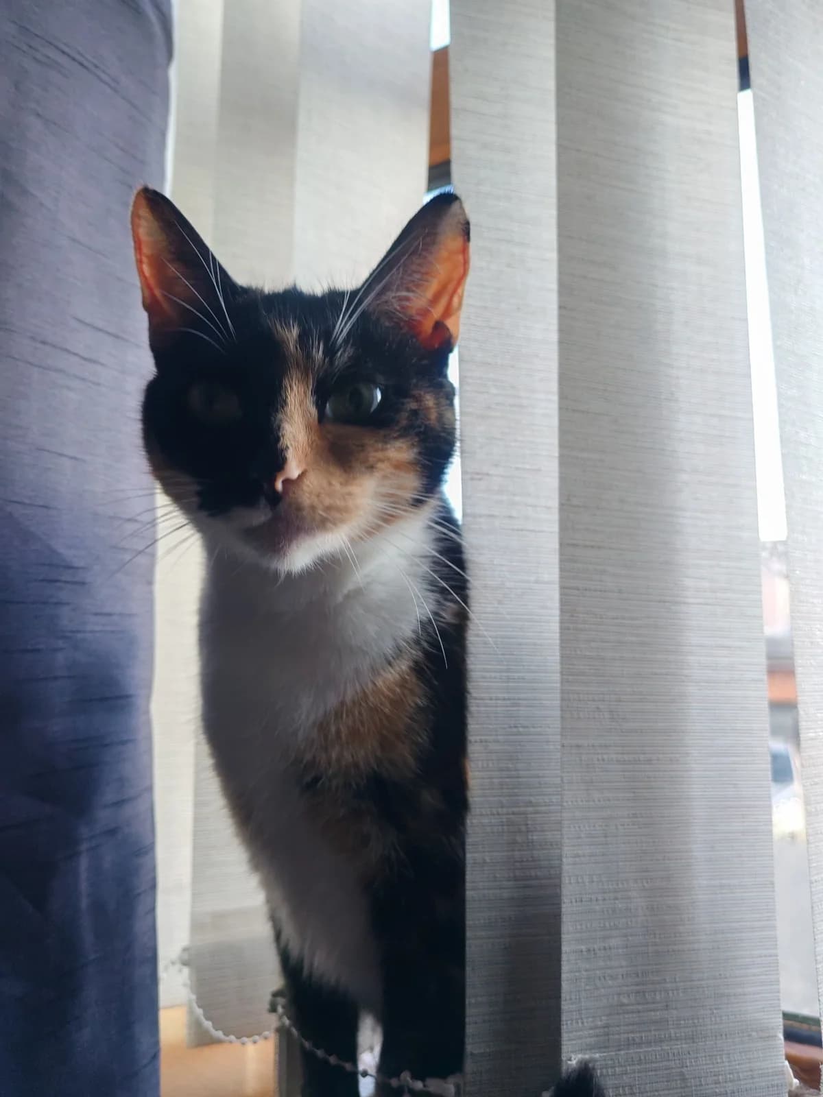 Charlotte, female puppy Mixed Breed for adoption at The Barn Animal Rescue