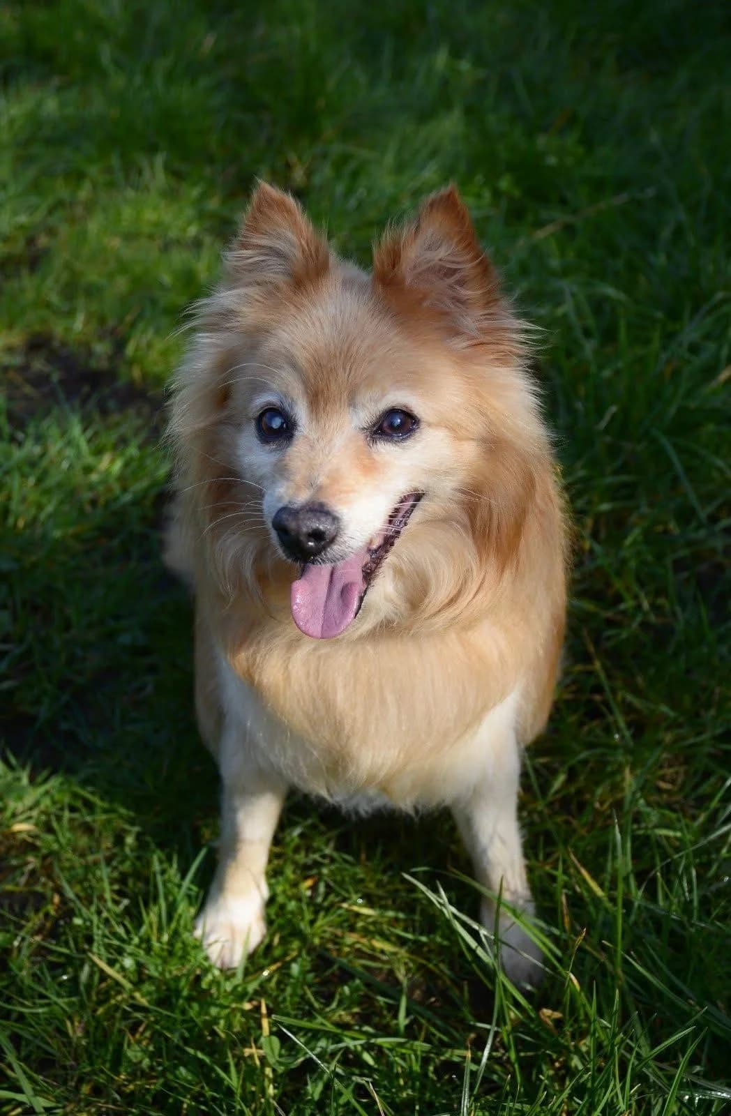 Charmer Cody, male senior Pomeranian for adoption at The Barn Animal Rescue