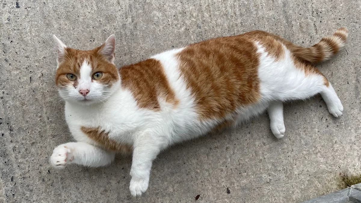 Chesney, male 6yo Mixed Breed for adoption at The Barn Animal Rescue