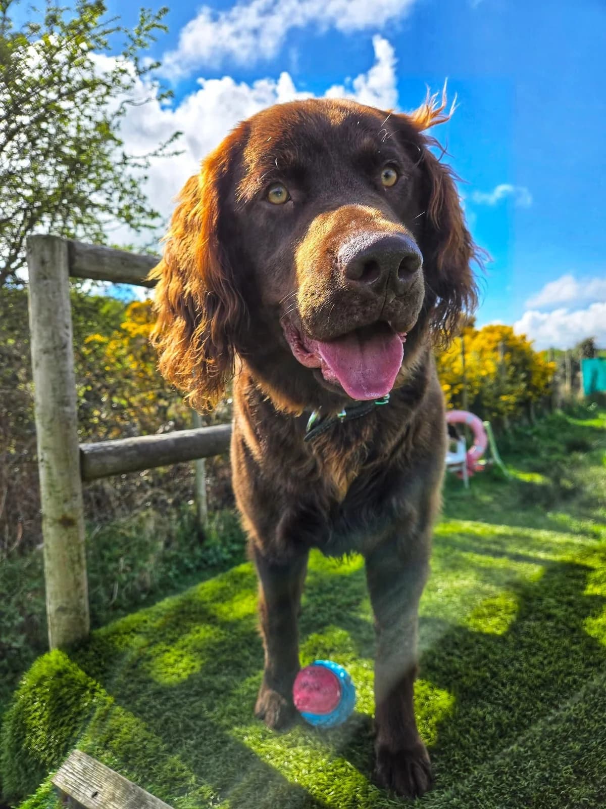 Chewie, male puppy Labrador Retriever for adoption at The Barn Animal Rescue