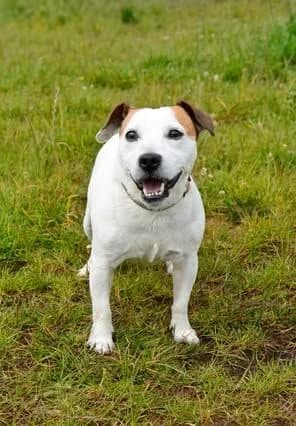 Cody, male senior Jack Russell Terrier for adoption at The Barn Animal Rescue