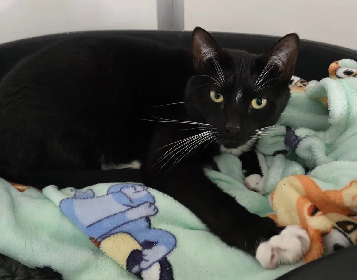 Denji, male 3yo Mixed Breed for adoption at The Barn Animal Rescue